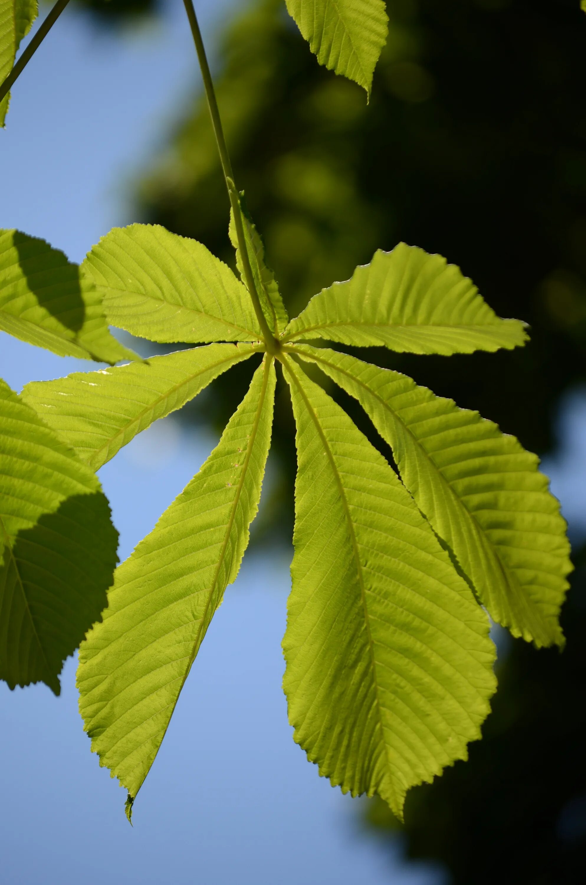 Каштан дерево листья фото Green leaves on a branch in trees free image download