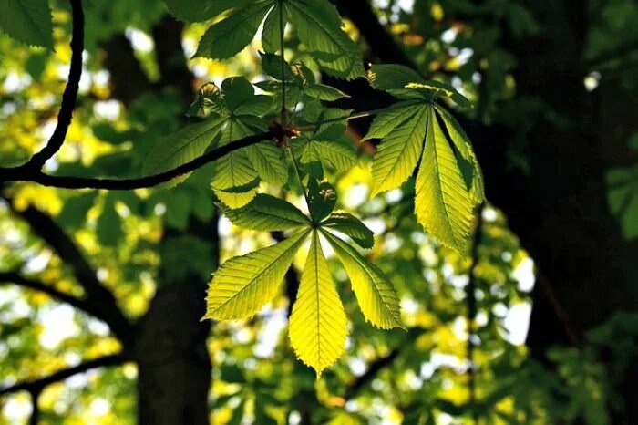 Каштан дерево листья фото chestnut leaf #herbsart Plant identification, Plants, Identify plant