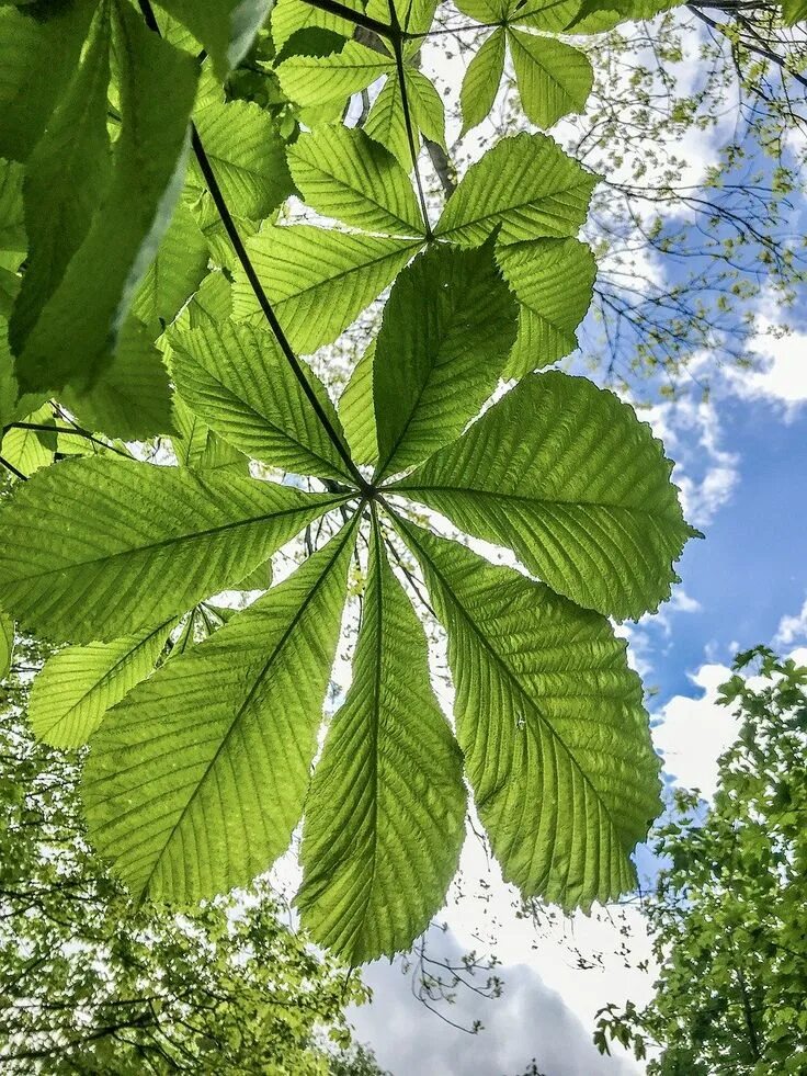 Каштан дерево листья фото Chestnut Leaves Tree - Free photo on Pixabay Chestnut trees, Deciduous trees, La