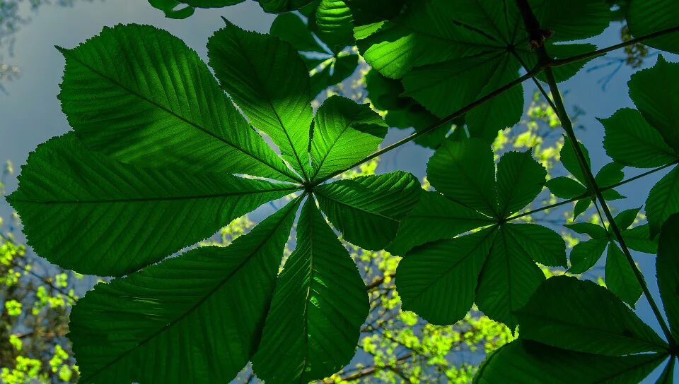 Каштан дерево листья фото Download wallpaper the sky, leaves, tree, branch, chestnut, section macro in res