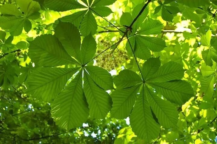 Каштан дерево листья фото Pin by Zi Lopes on Natureza Plant leaves, Leaves, Nature