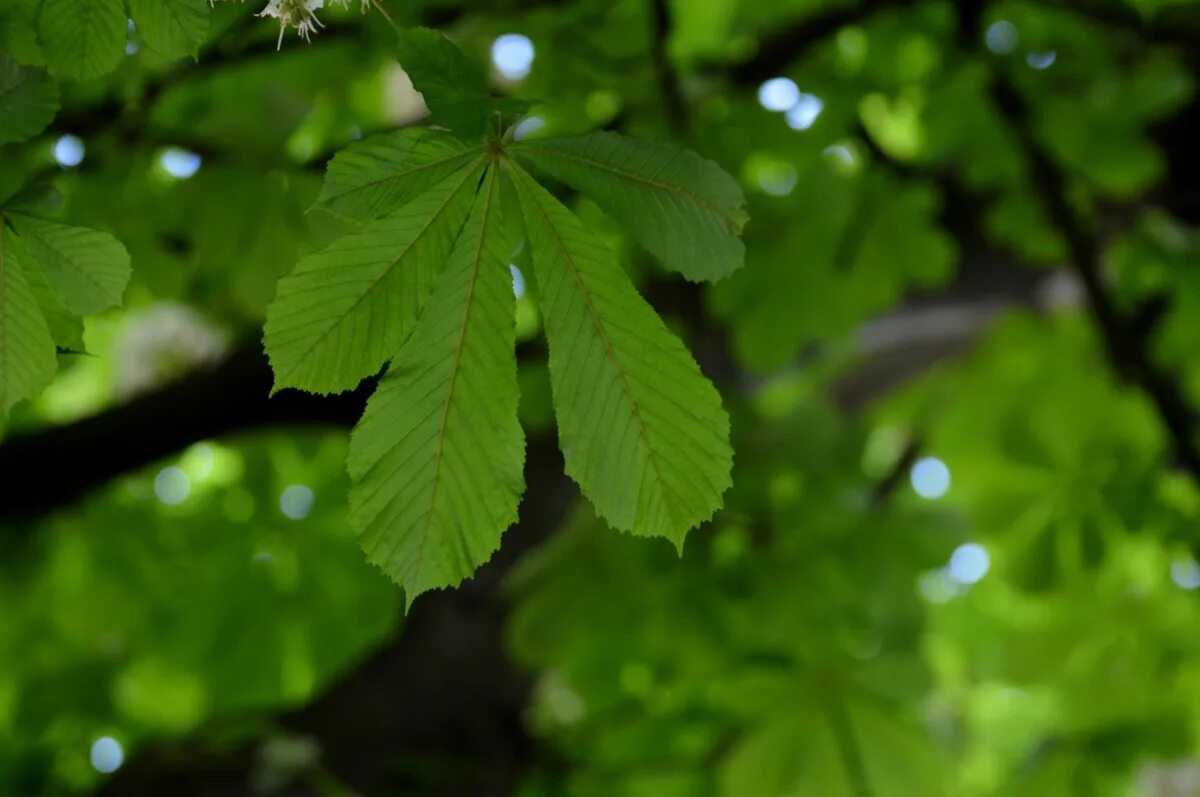 Каштан дерево листья фото Free Images : nature, forest, branch, sunlight, leaf, flower, green, produce, bo