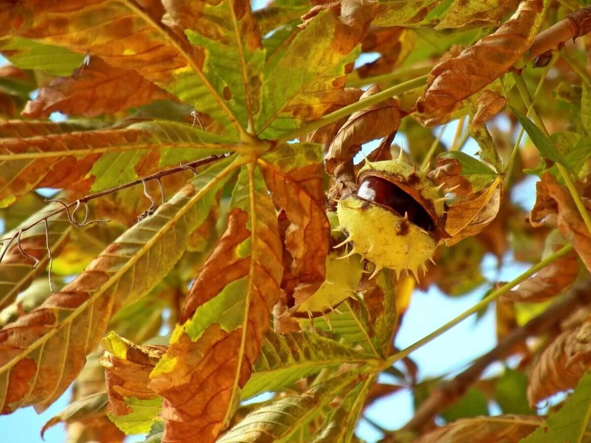 Каштан дерево осенью фото Каштан конский (Aesculus) - купите саженцы в контейнере в Краснодаре - Прекрасно