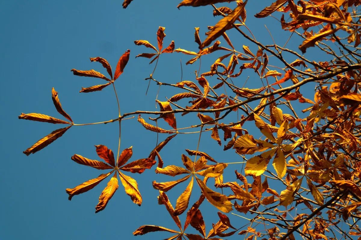 Каштан дерево осенью фото Free Images : nature, branch, sky, sunshine, sun, sunlight, leaf, flower, golden