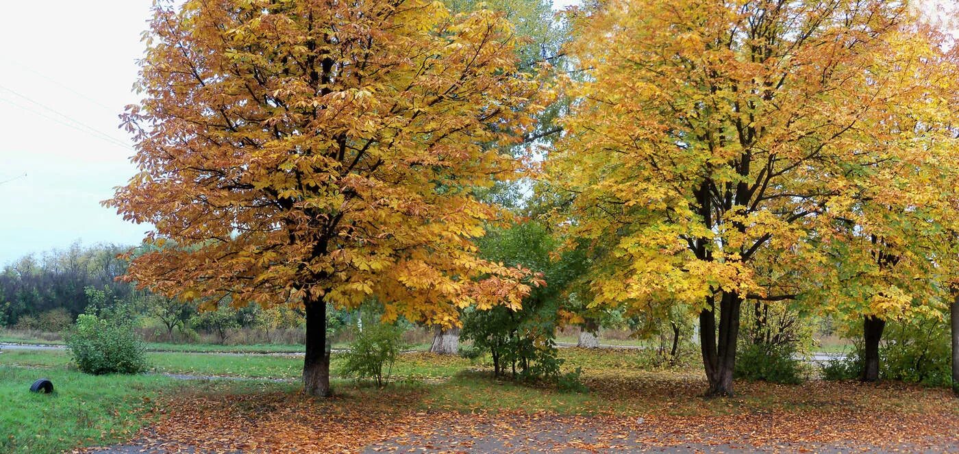 Каштан дерево осенью фото Осенние каштаны / фото