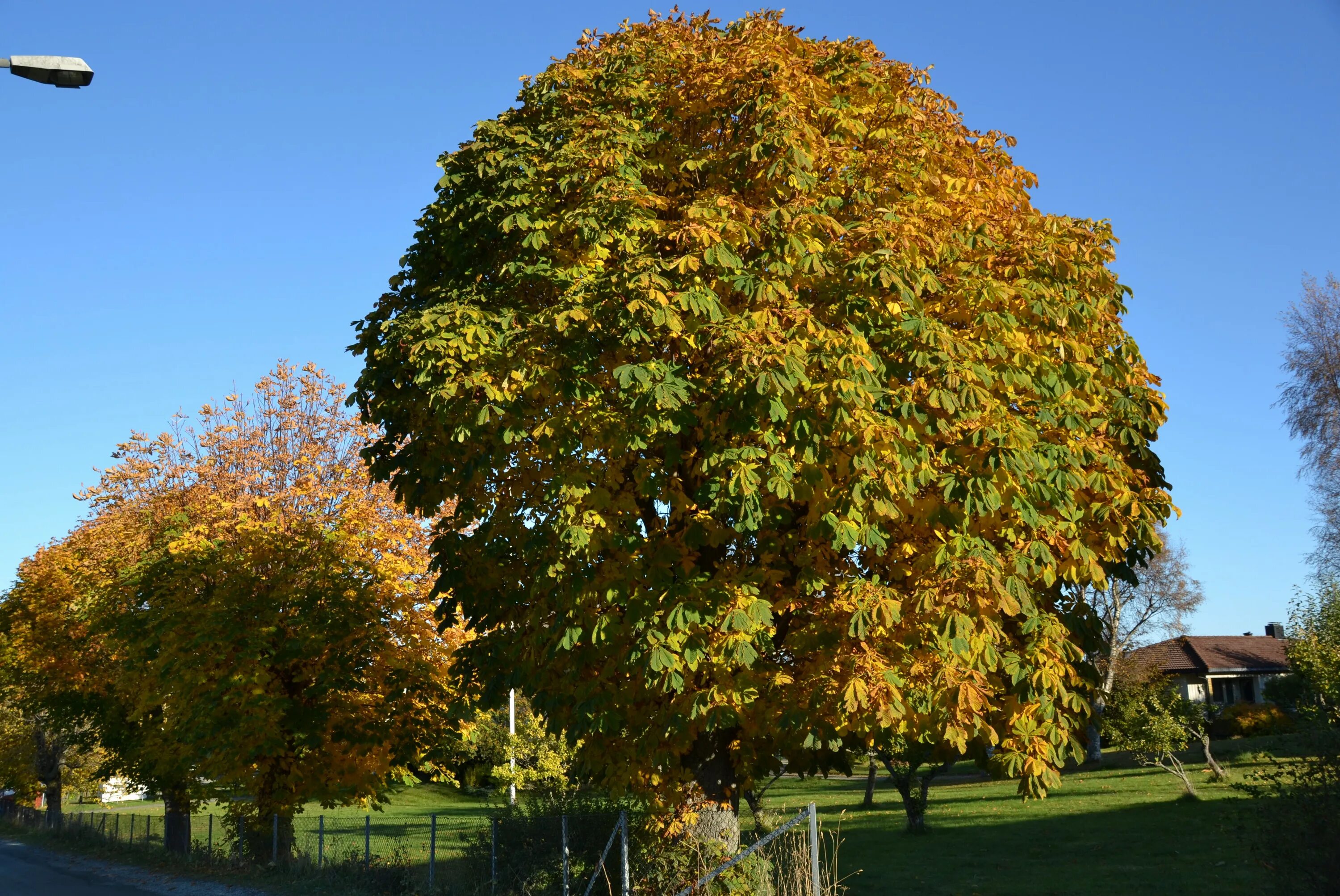 Каштан дерево осенью фото File:Horse-chestnut tree in autumn, Trondheim, Norway.jpg - Wikimedia Commons