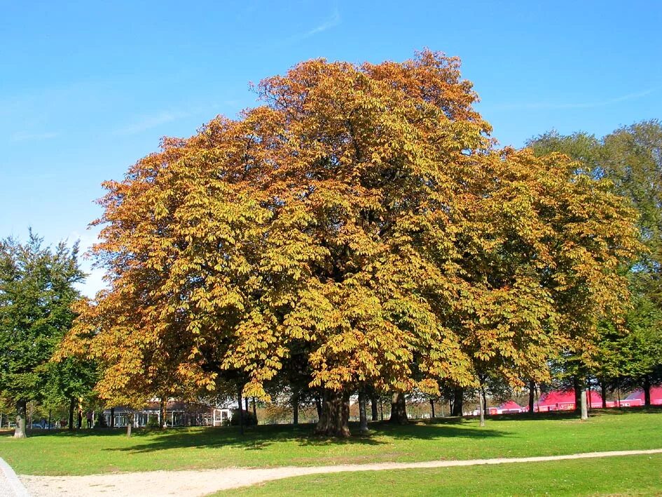 Каштан дерево осенью фото Aesculus hippocastanum Horse chestnut Dutch treeguide at www.bomengids.nl, Europ