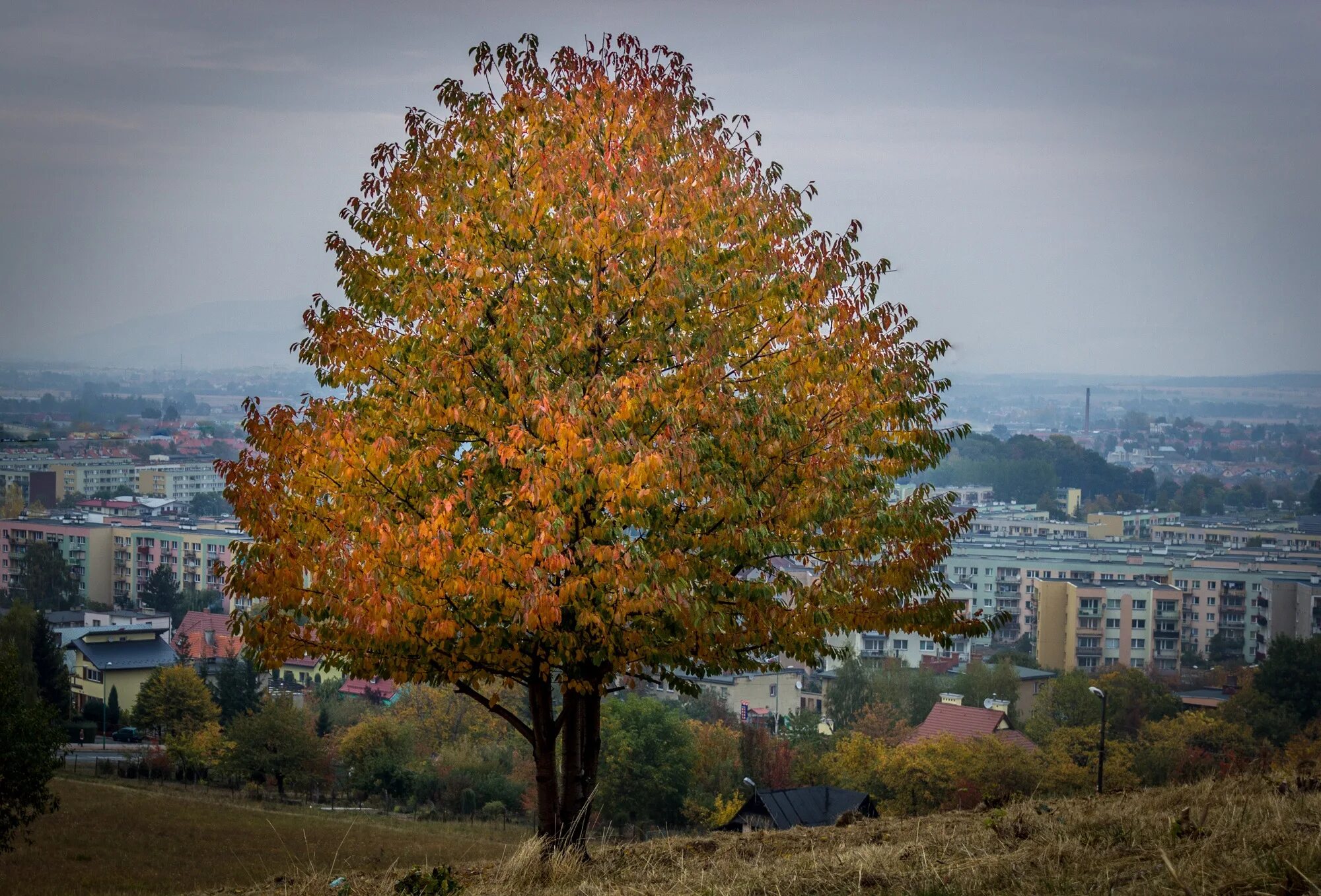 Каштан дерево осенью фото Free Images : tree, nature, morning, leaf, flower, cityscape, evening, color, au