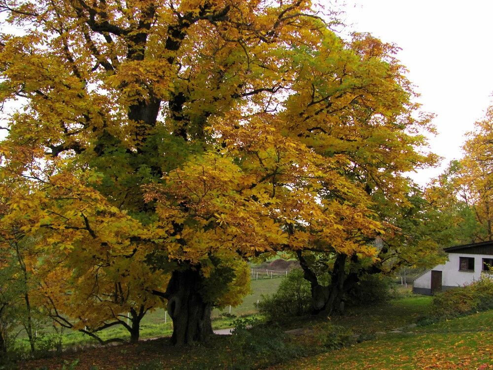 Каштан дерево осенью фото the huge chestnut tree the chestnut tree in front of the c. Flickr