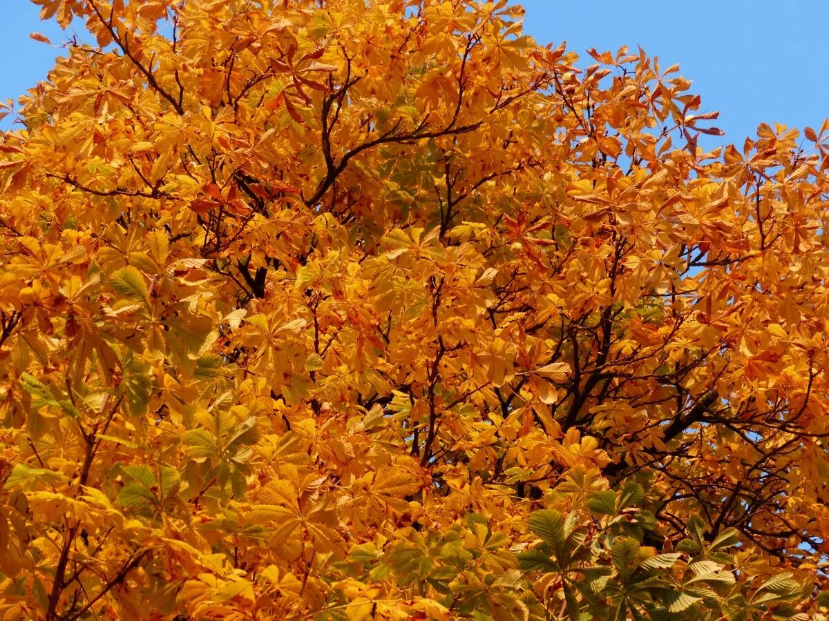 Каштан дерево осенью фото Free Images : branch, sky, sunshine, sun, sunlight, leaf, flower, golden, blue, 