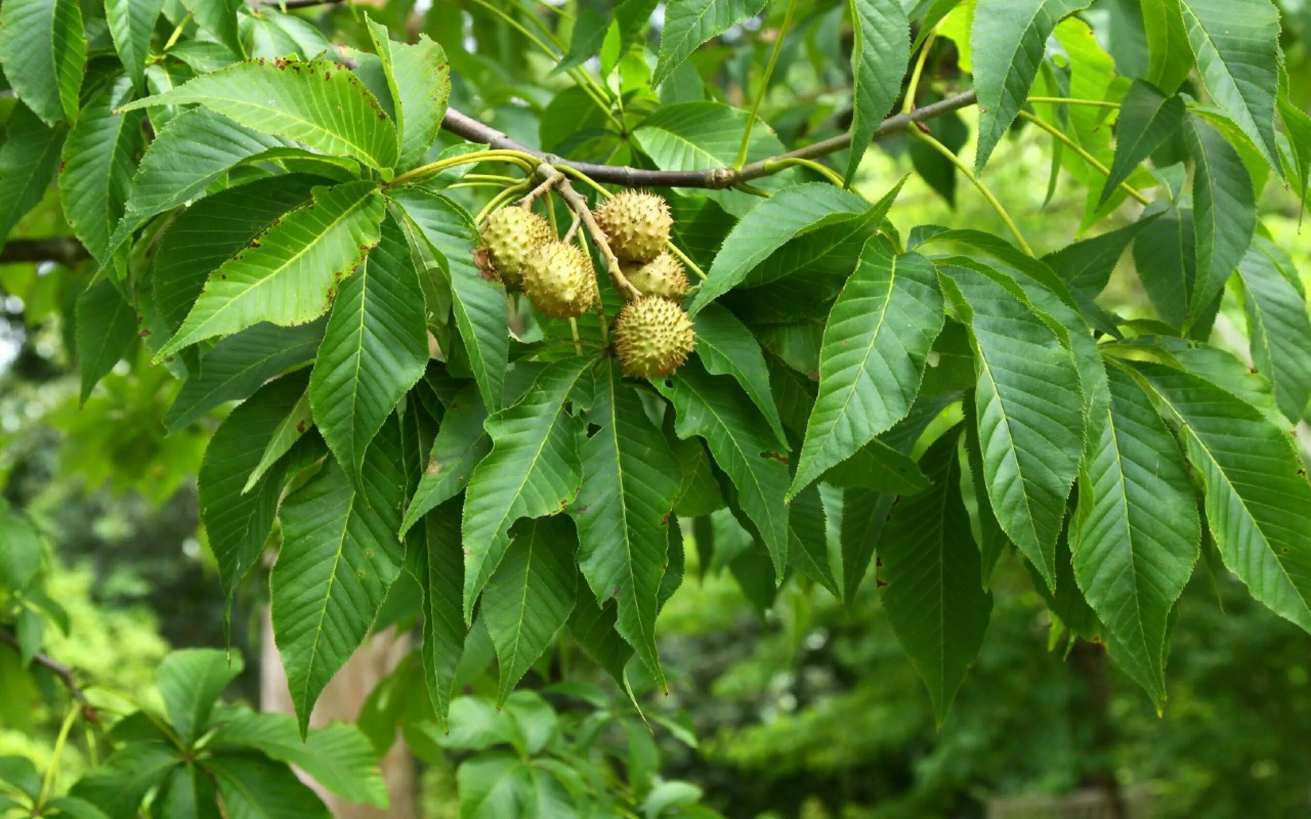 Каштан фото дерева и листьев Конский каштан (Aesculus, Aesculus hippocastanum, Hippocastanaceae) - описание, 