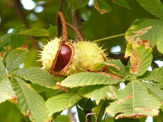 Каштан фото дерева и листьев Chestnut, Chestnut Tree, Tree Kastanienbaum, Kastanien, Baum