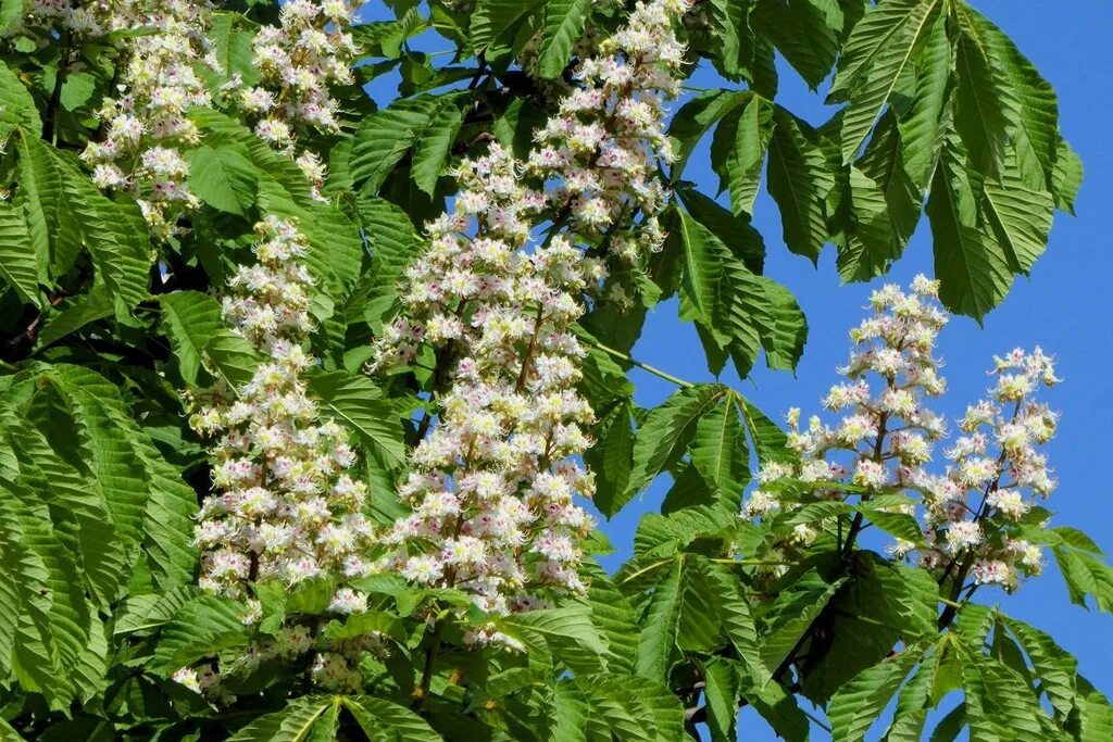 Каштан фото дерева и листьев Каштан конский (Aesculus hippocastanum) С3 - Питомник Летний сад