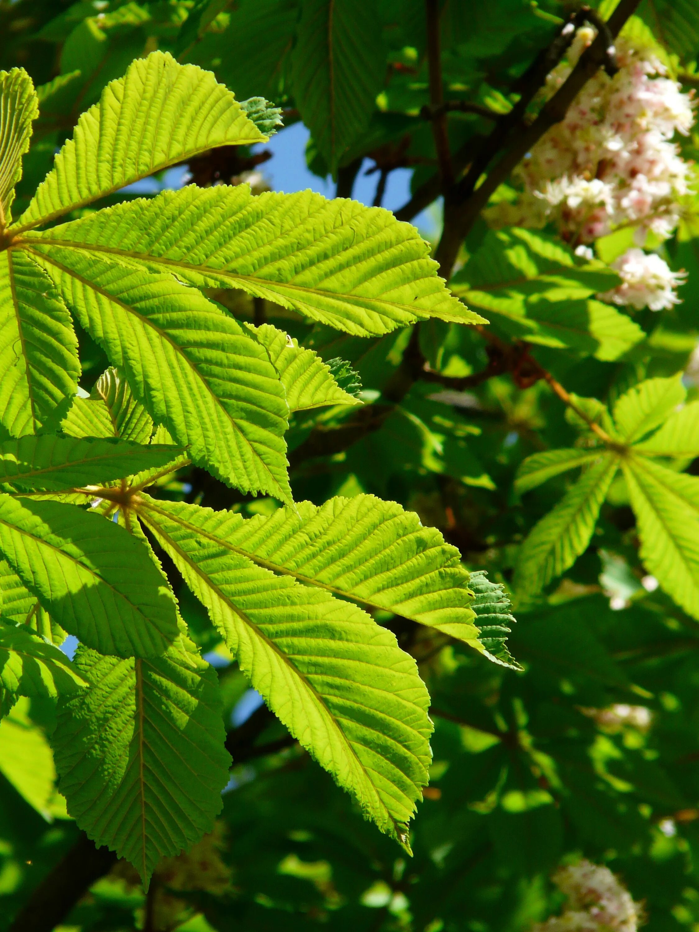 Каштан фото дерева и листьев Rosskastanie Leaves green free image download