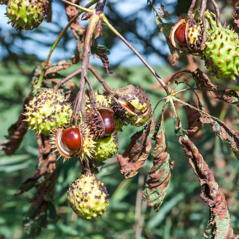 Каштан фото дерева и листьев и плодов Ripe Horse Chestnuts or Conkers on the Tree Stock Image - Image of conkers, aesc