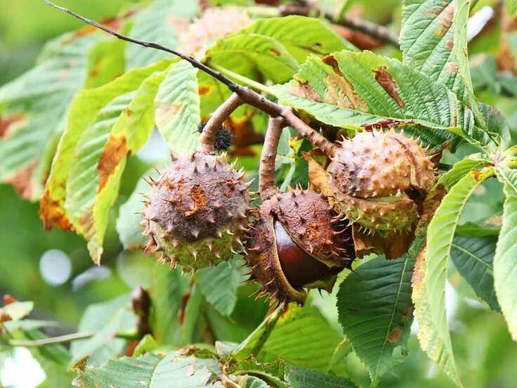 Каштан фото дерева и листьев и плодов Aesculus hippocastanum Also known as buckeye and Spanish chestnut, the seeds, le