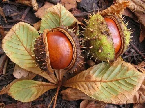 Каштан фото листа и плода Petit Cabinet de Curiosites Chestnut horse, Chestnut, Conkers