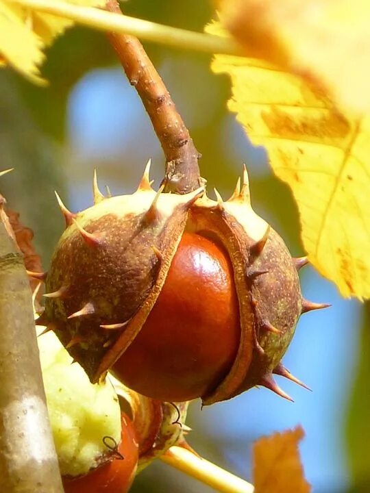 Каштан фото листа и плода Chestnut Fruit - Free photo on Pixabay Herfst landschap, Herfst fotografie, Herf