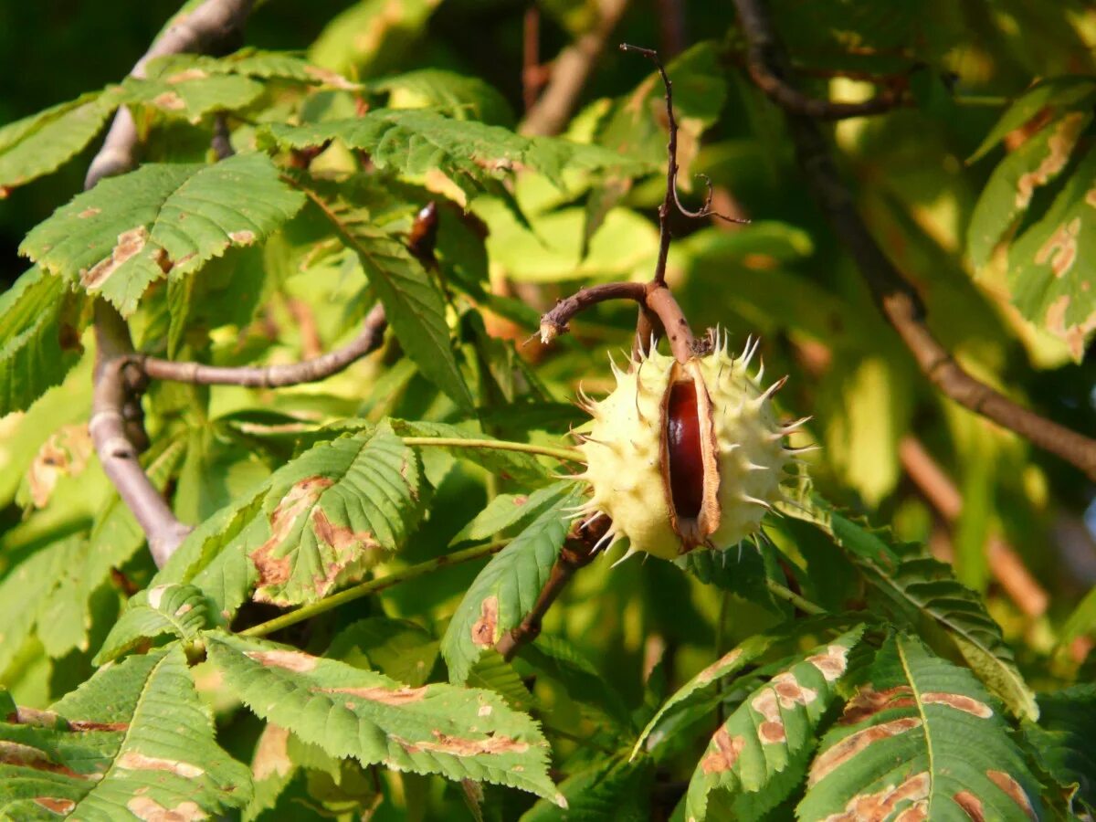 Каштан фото листа и плода Free Images : nature, branch, blossom, prickly, fruit, leaf, flower, foliage, fo