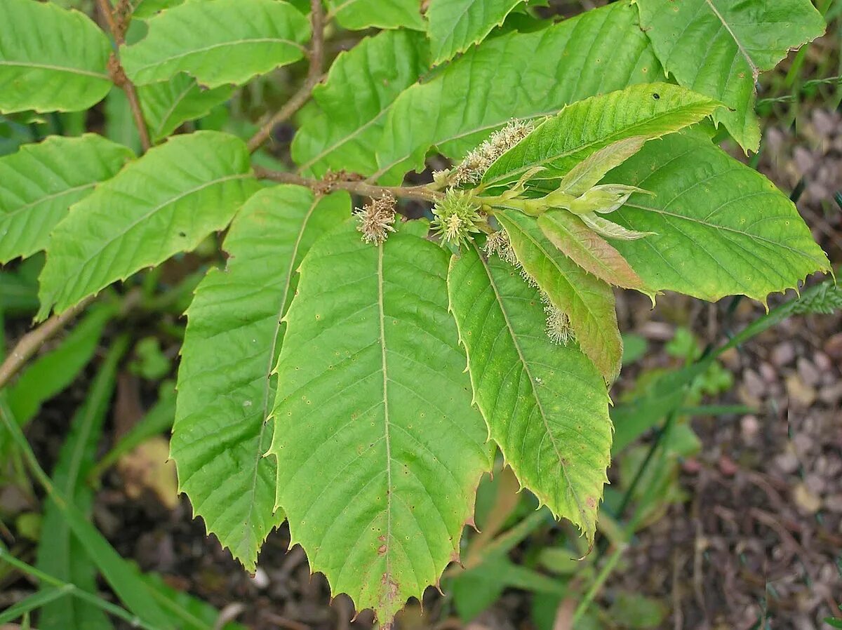 Каштан фото листьев File:Castanea seguinii 02.jpg - Wikipedia