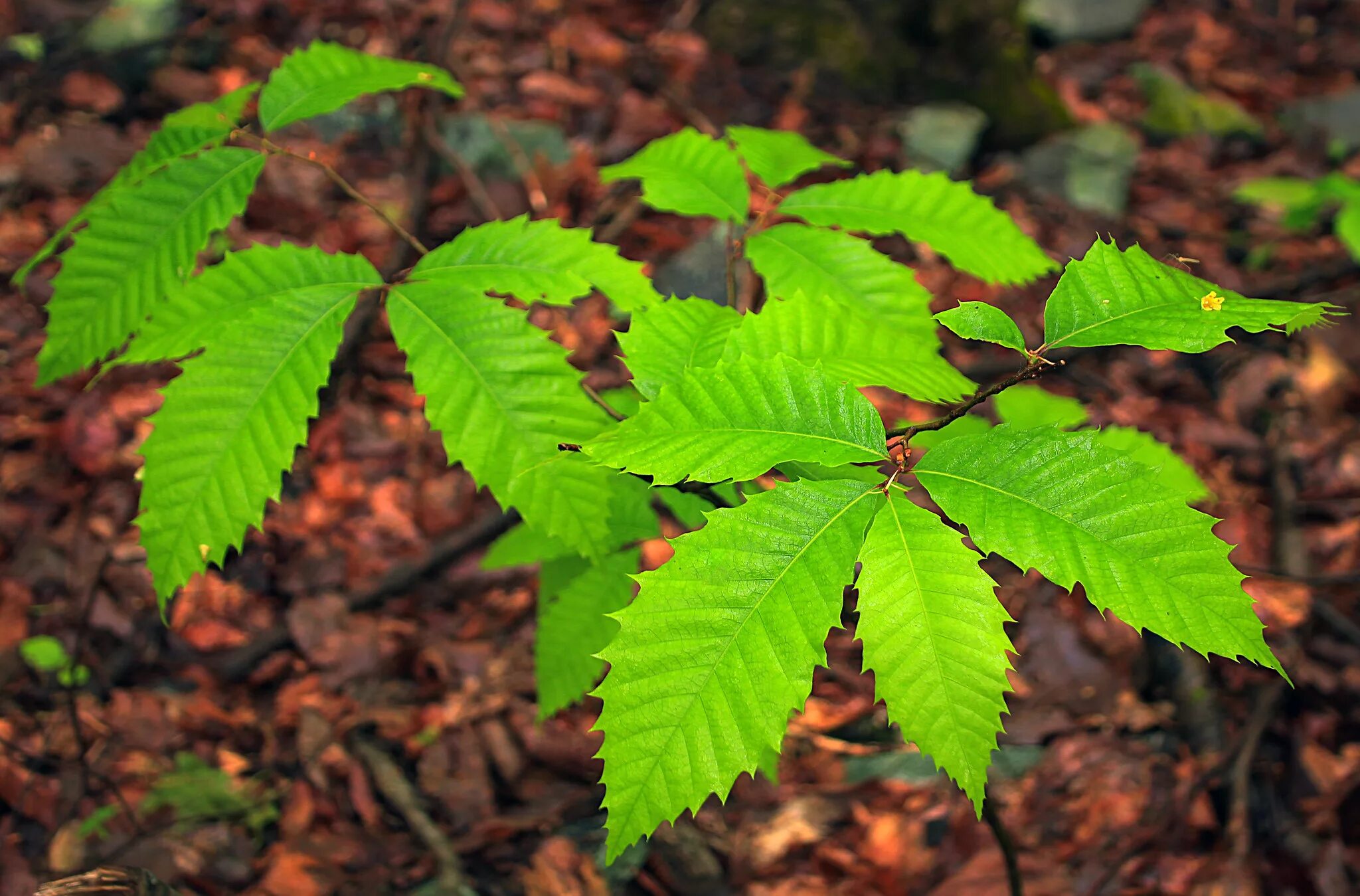 Каштан фото листьев Саженцы каштан зубчатый (Американский) Castanea dentata