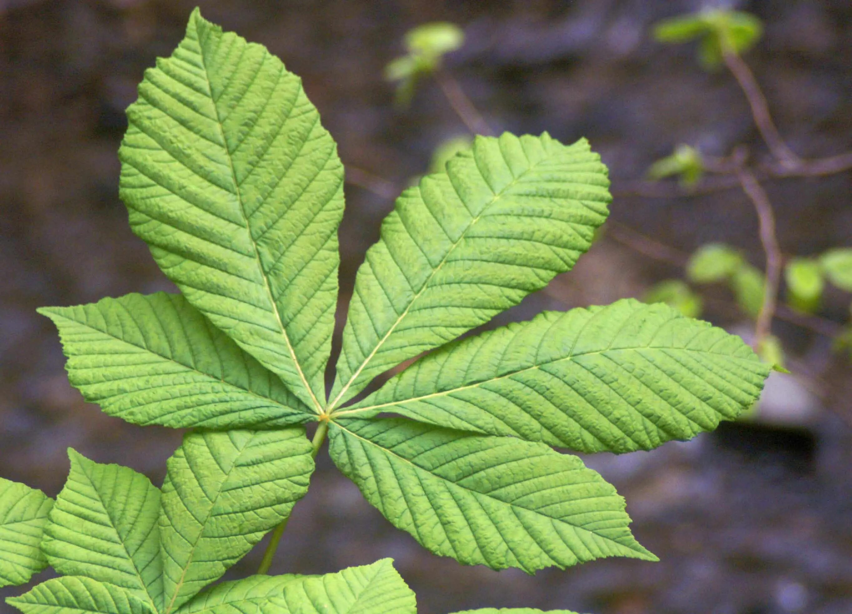 Каштан фото листьев Imagen relacionada Horse chestnut leaves, Horse chestnut trees, Horse chestnut t