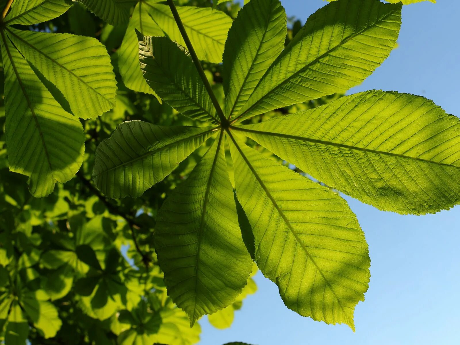 Каштан фото листьев Download wallpaper 1600x1200 chestnut, leaves, tree, macro standard 4:3 hd backg