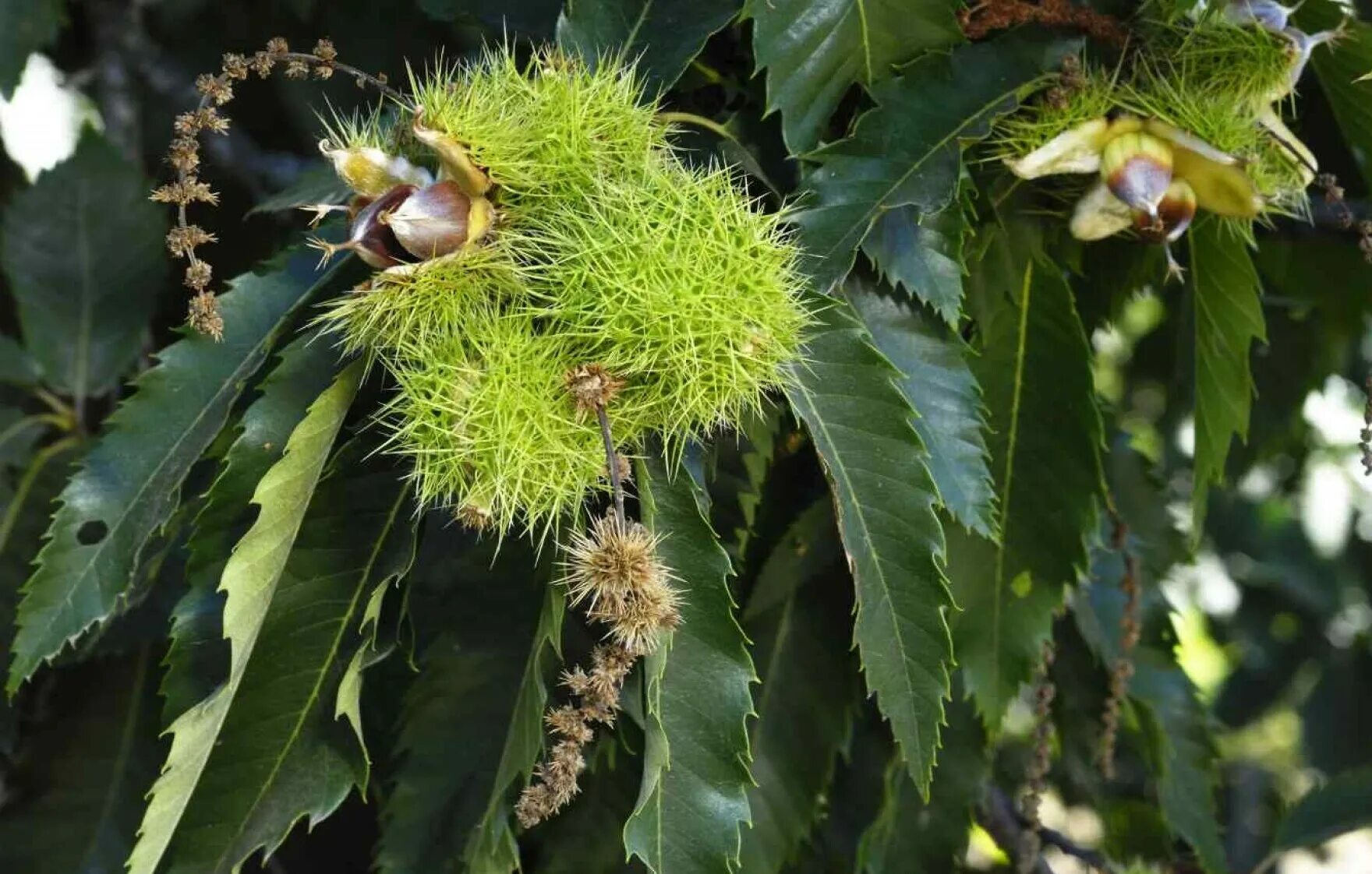 Каштан горная ул 5 фото Vermont Garden Journal: The American Chestnut Tree Vermont Public