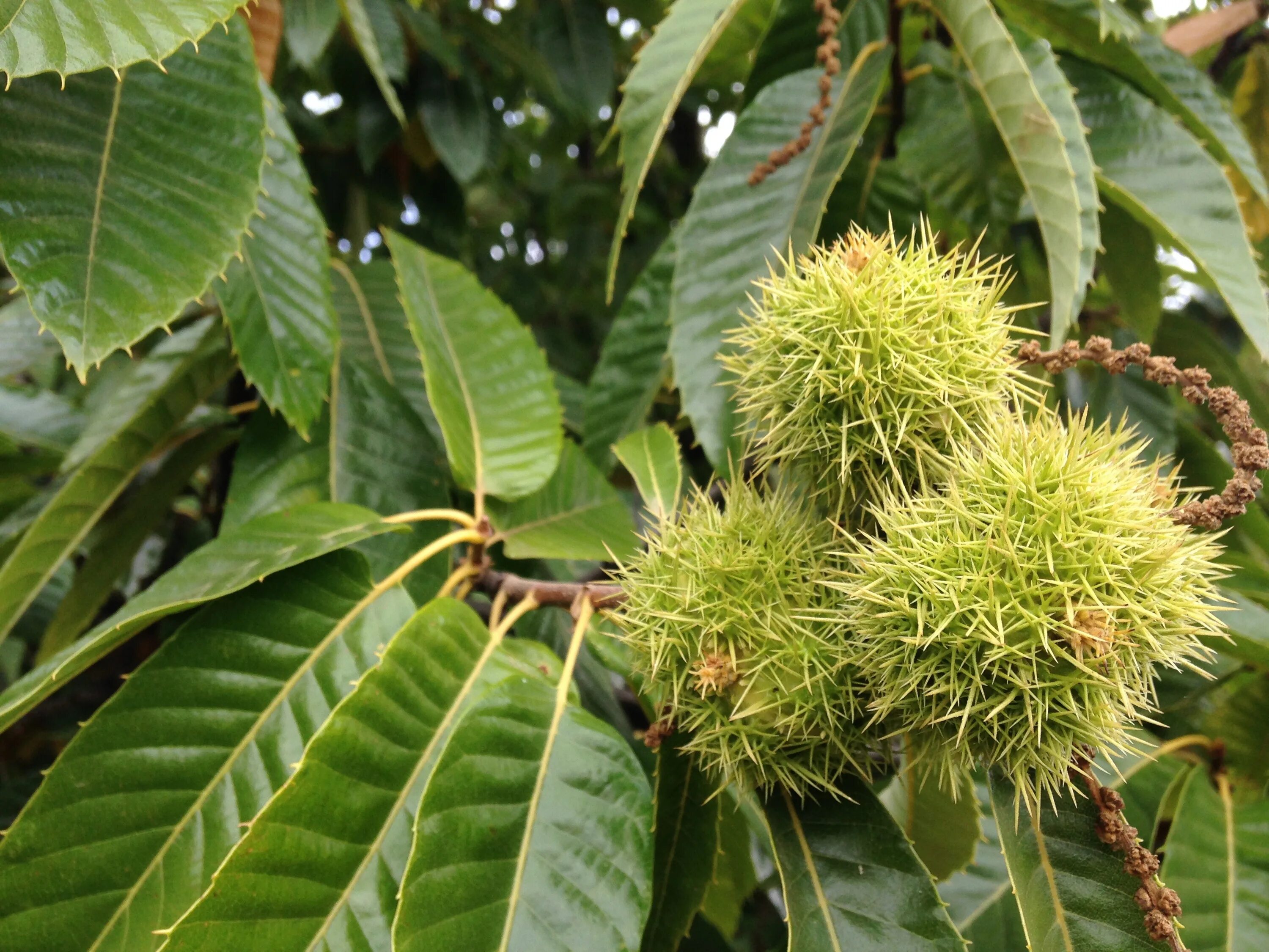 Каштан горная ул 5 фото Free Images : tree, forest, branch, field, fruit, leaf, flower, food, green, pro