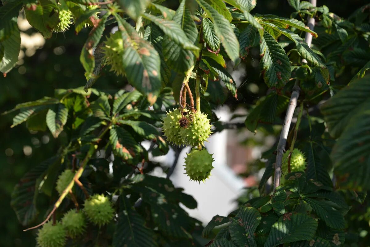 Каштан горная ул 5 фото Free Images : tree, branch, fruit, leaf, flower, food, green, produce, evergreen