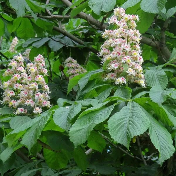 Каштан конский фото дерева Каштан конский (Aesculus hippocastanum) - каталог магазина, купить в питомнике р