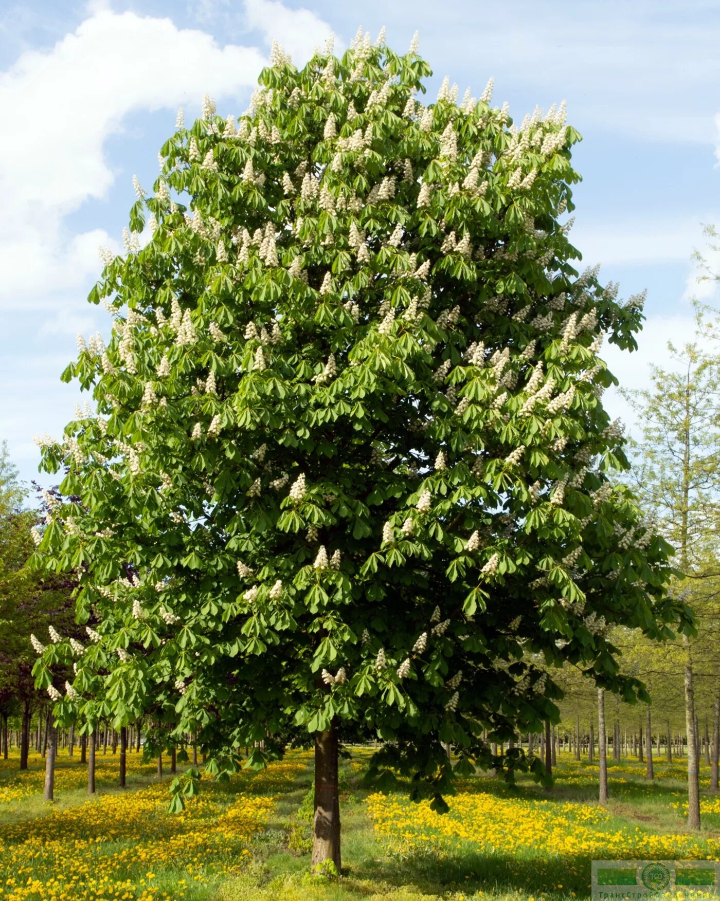 Каштан конский фото дерева Каштан конский голый (Aesculus glabra) купить для посадки в Москве