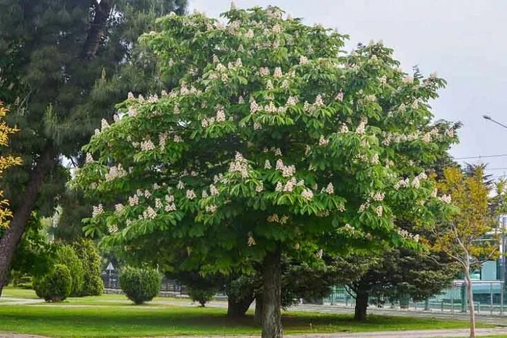 Каштан конский фото дерева Aesculus hippocastanum (Horse Chestnut) Tree