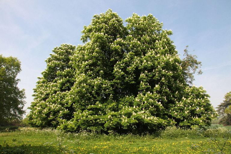 Каштан конский фото дерева Fact File: The horse chestnut tree Horse chestnut trees, Horse chestnut flowers,