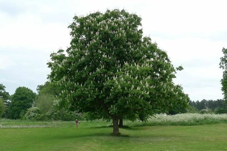 Каштан конский фото дерева ippocastano o falso castagno Giardinaggio, Giardino, Alberi