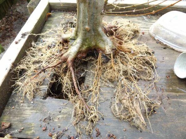Каштан корневая система фото A little Trident Maple root work