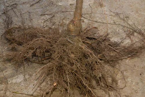 Каштан корневая система фото Low Budded Flowering Cherries - 3 Year