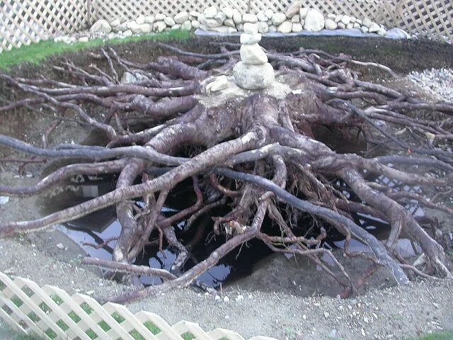 Каштан корневая система фото 16 Maple Tree With Roots Graphic Images - Japanese Maple Tree Root System, Maple