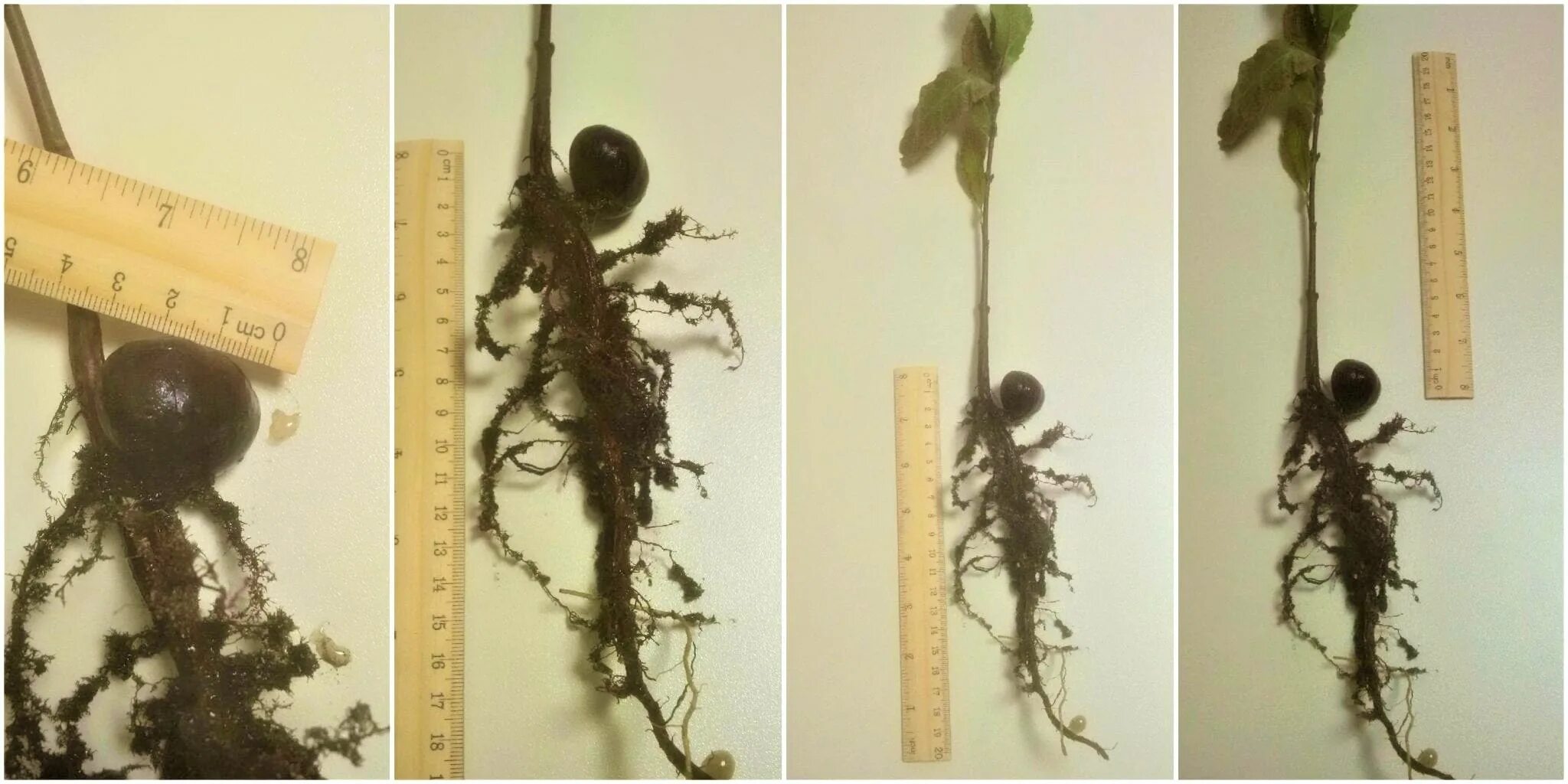Каштан корневая система фото КАШТАН СЪЕДОБНЫЙ" (CASTANEA SATIVA) - НКО "NORD-NUC