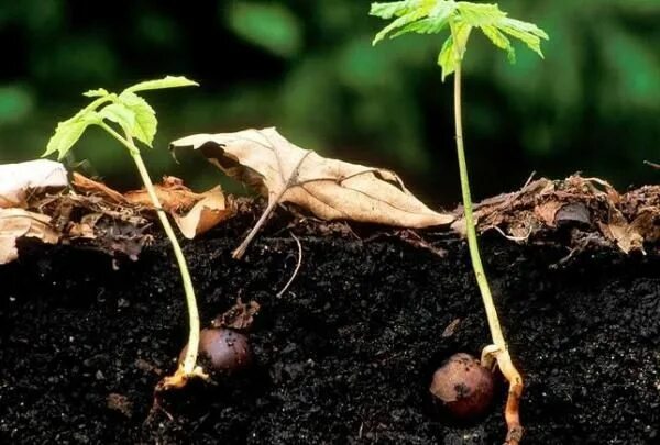 Каштан корневая система фото Как вырастить каштан в домашних условиях: как прорастить и как посадить Chestnut