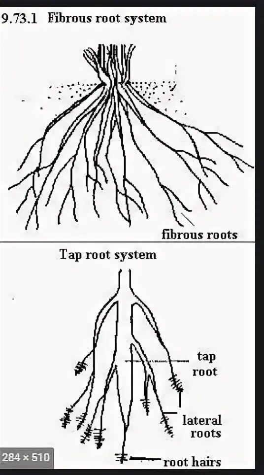 Каштан корневая система фото Fibrous Root System Diagram