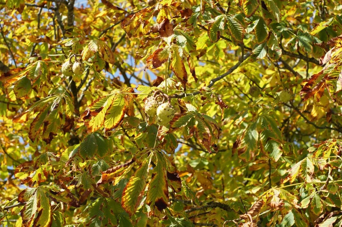 Каштан летом и осенью фото Free Images : tree, branch, fruit, sunlight, leaf, flower, foliage, food, green,