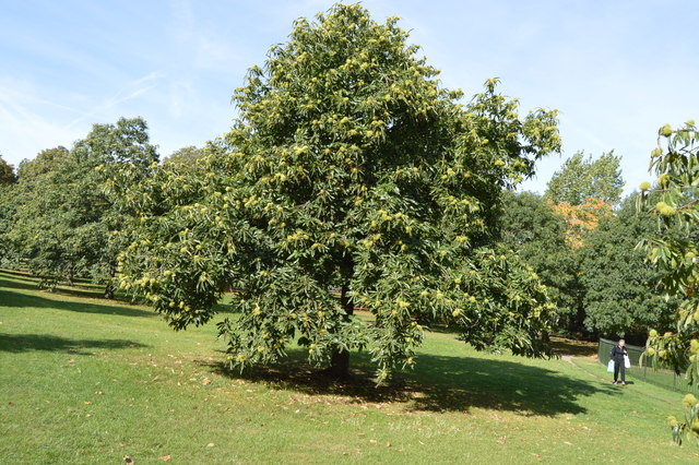 Каштан на участке фото Chestnut Tree, Kensington Gardens © N Chadwick :: Geograph Britain and Ireland