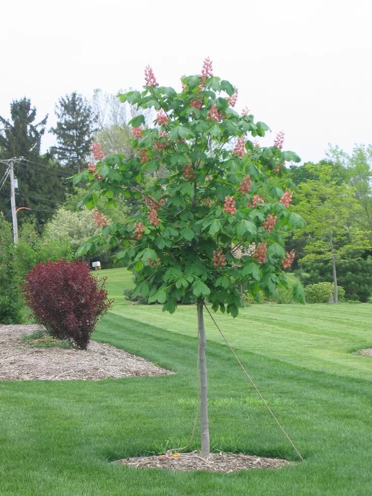 Каштан на участке фото Pin on Fashion Horse chestnut trees, Small garden, Ornamental trees