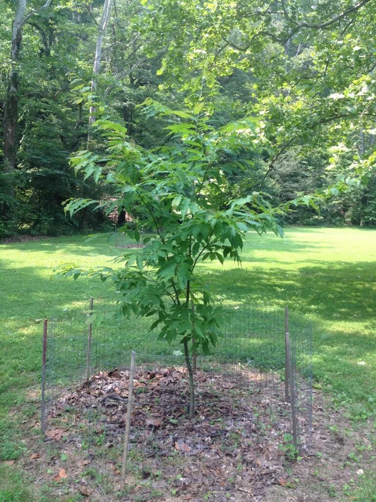 Каштан на участке фото Vanishing Acts: Kentucky Trees of Concern - American Chestnut Bernheim Forest an