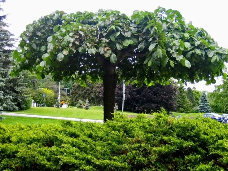 Каштан на участке фото I love umbrella trees! I want one with a cute little bench underneath! Umbrella 