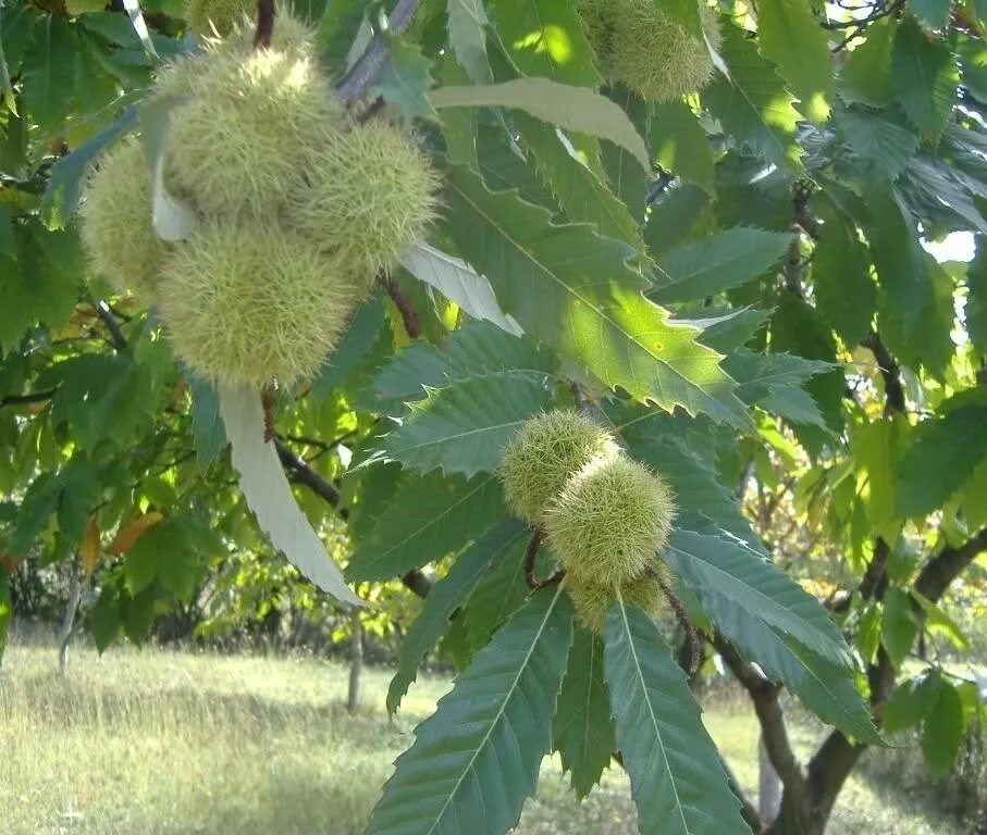 Каштан орех фото дерева и листьев Саженец конского каштана /Aesculus hippocastanum С5/40-60: отзывы покупателей, р