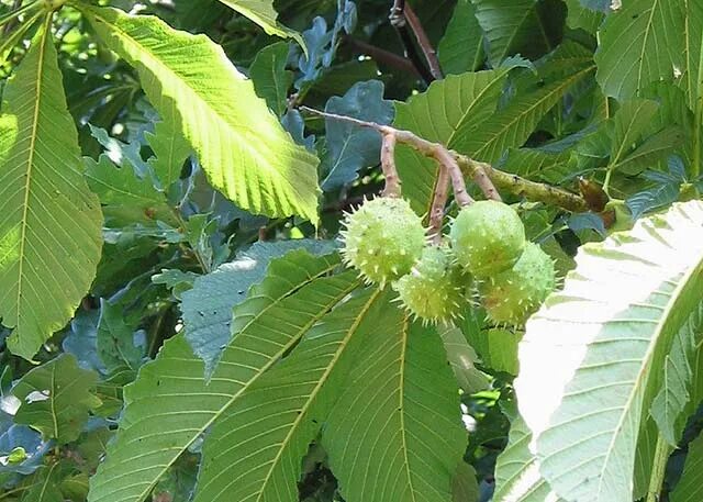 Каштан орех фото дерева и листьев File:Horse chestnut fruits - geograph.org.uk - 533912.jpg - Wikimedia Commons