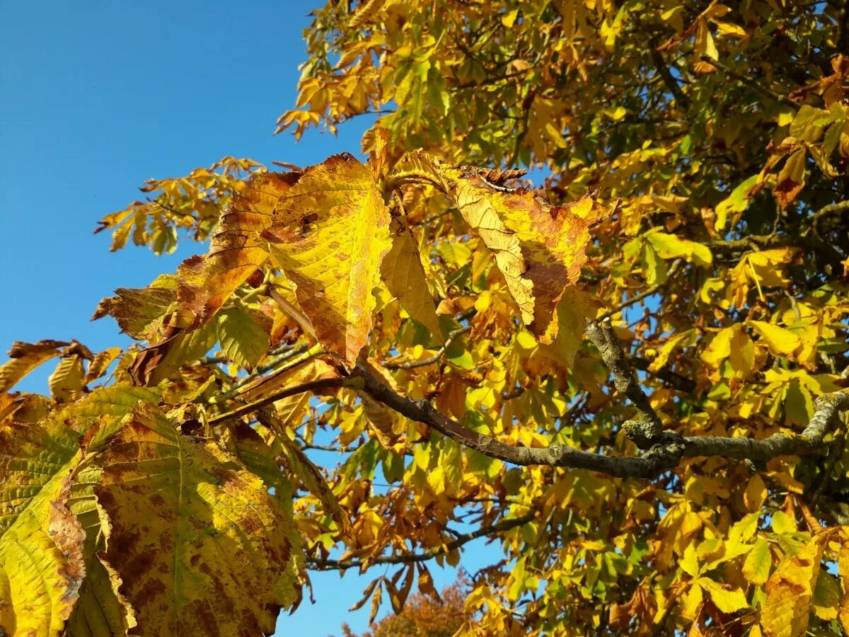 Каштан осенью фото Free Images : nature, branch, sunlight, leaf, flower, autumn, botany, yellow, se