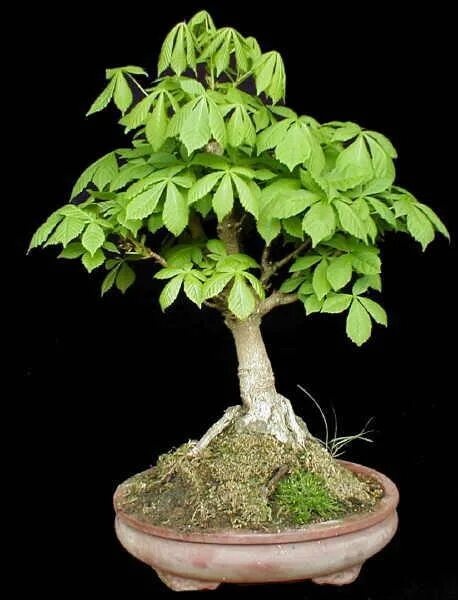 Каштан в горшке фото Faszinieren Fischer Ei kastanie bonsai Germany TU es nicht Qualifikation Abendes